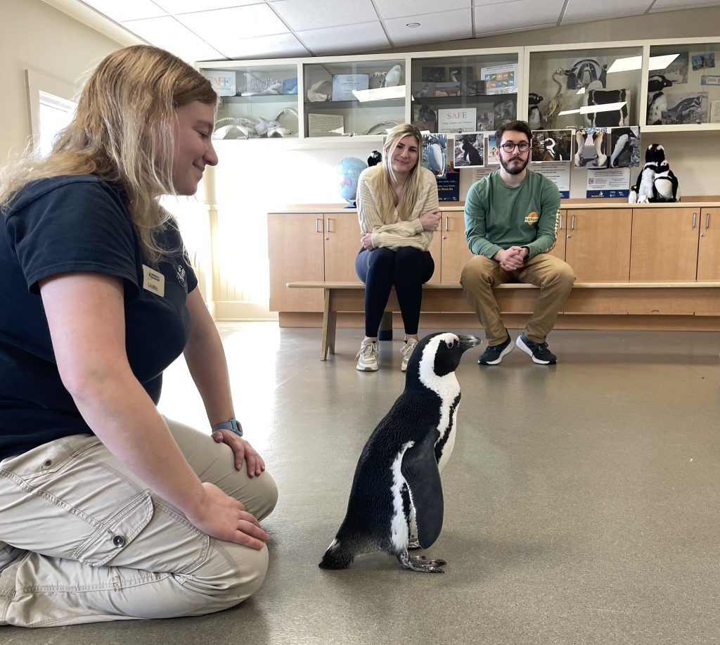 A penguin is accompanied by staff from Jenkinson's Aquarium in Point Pleasant Beach. (Photo: Jenkinson's Aquarium)