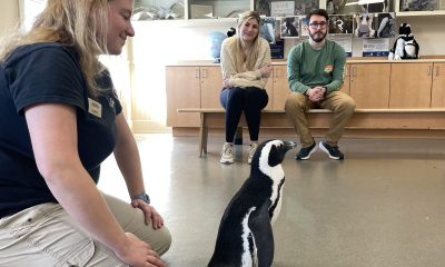 A penguin is accompanied by staff from Jenkinson's Aquarium in Point Pleasant Beach. (Photo: Jenkinson's Aquarium)