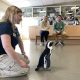 A penguin is accompanied by staff from Jenkinson's Aquarium in Point Pleasant Beach. (Photo: Jenkinson's Aquarium)