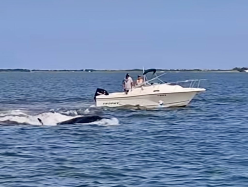 A vessel in Barnegat Bay encounters a whale near the Double Creek Channel. (Credit: Screenshot/Fisherman's Headquarters/ Instagram)