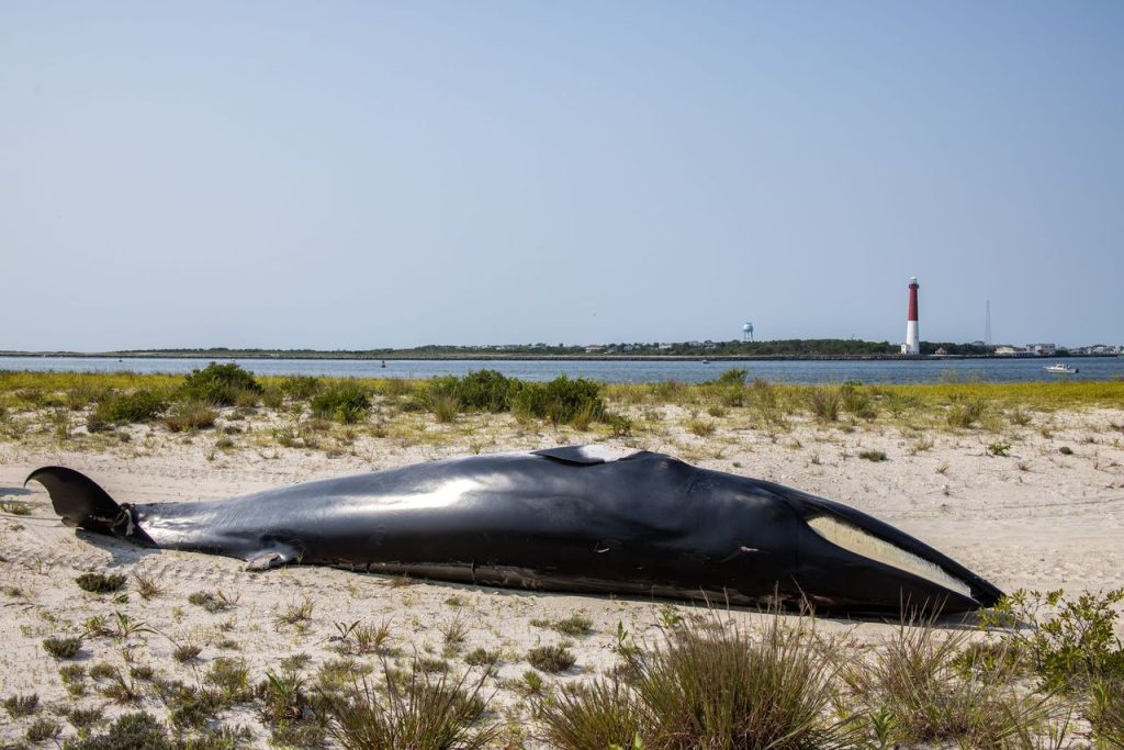 A minke whale that became stranded in Barnegat Bay, Aug. 2025. (Credit: Marine Mammal Stranding Center/ Michael McKenna/ Facebook)