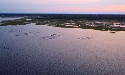 Shellfish farms in Brick Township on northern Barnegat Bay. (Photo: Shorebeat)