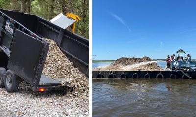 Shells collected and distributed under the NJDEP's oyster reef partnership with restaurants. (Credit: NJDEP)