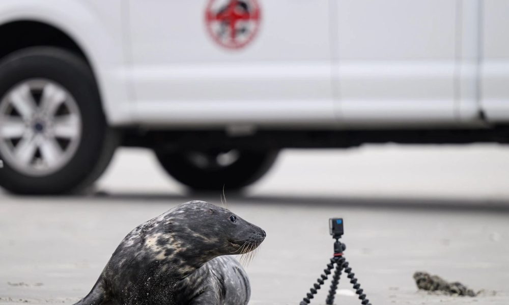 A seal found stranded in Lavallette is released into the wild April 28, 2026. (Photo: MMSC)