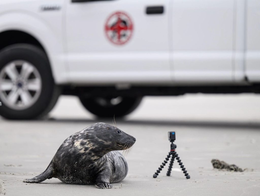 A seal found stranded in Lavallette is released into the wild April 28, 2026. (Photo: MMSC)