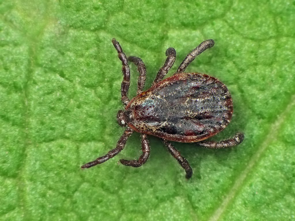 Tick (Credit: Flickr)