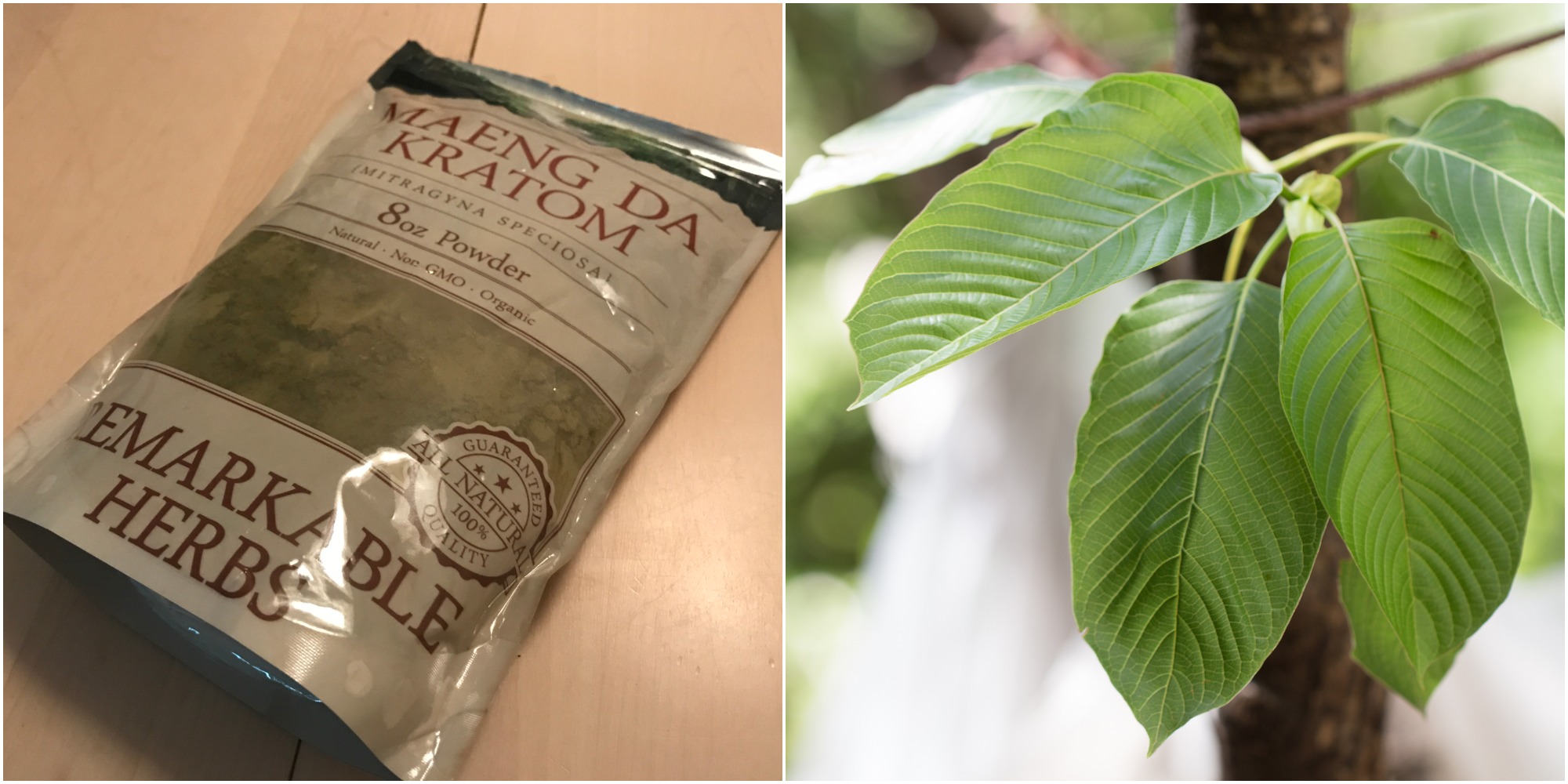 Kratom packaged for retail sale and kratom leaves in the wild. (Photos: Daniel Nee / NIH)