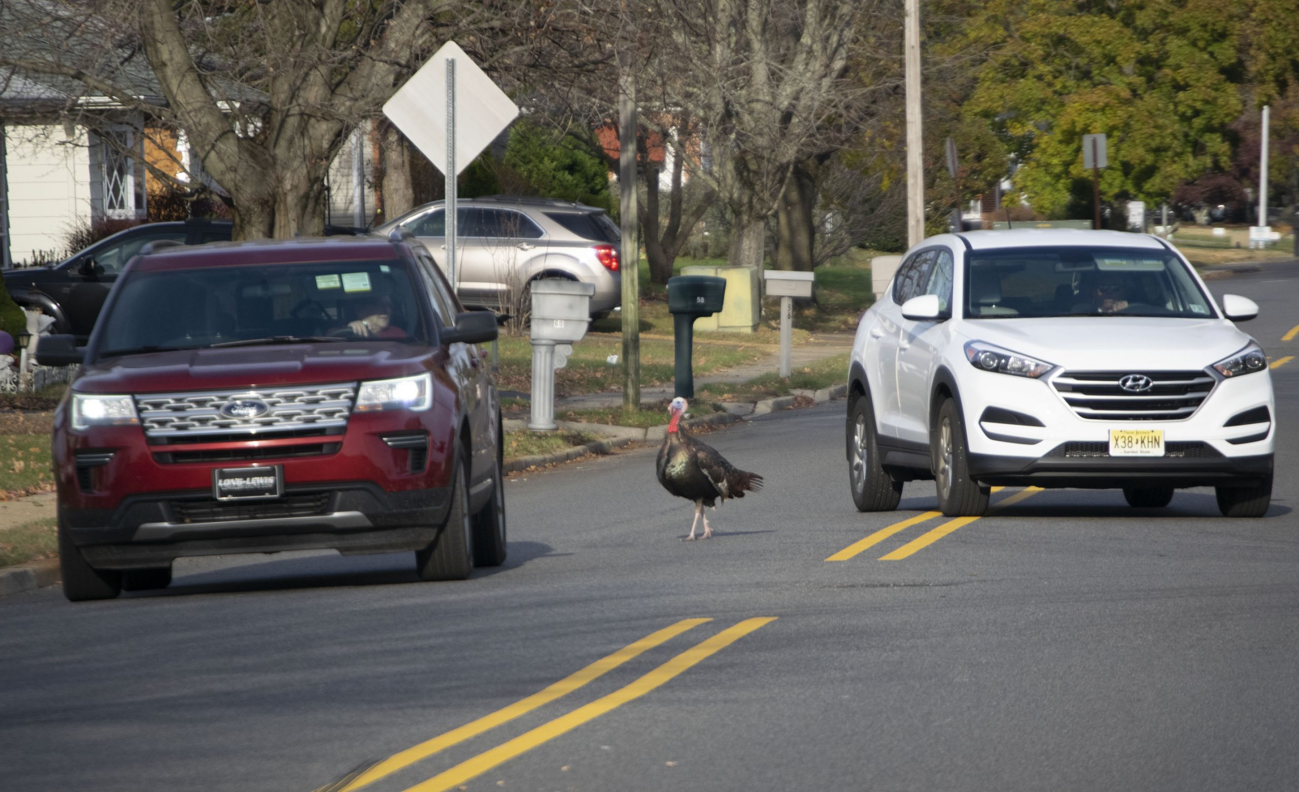 Wild turkeys in a Toms River neighborhood, Nov. 11, 2019. (Photo: Daniel Nee)
