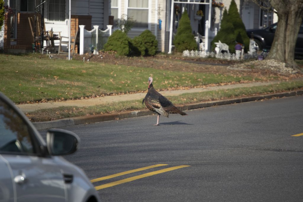 Wild turkeys in a Toms River neighborhood, Nov. 11, 2019. (Photo: Daniel Nee)