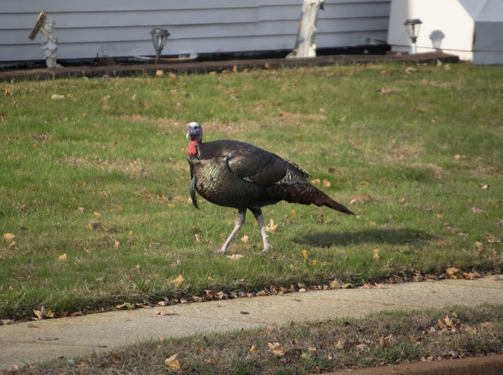 Wild turkeys in a Toms River neighborhood, Nov. 11, 2019. (Photo: Daniel Nee)