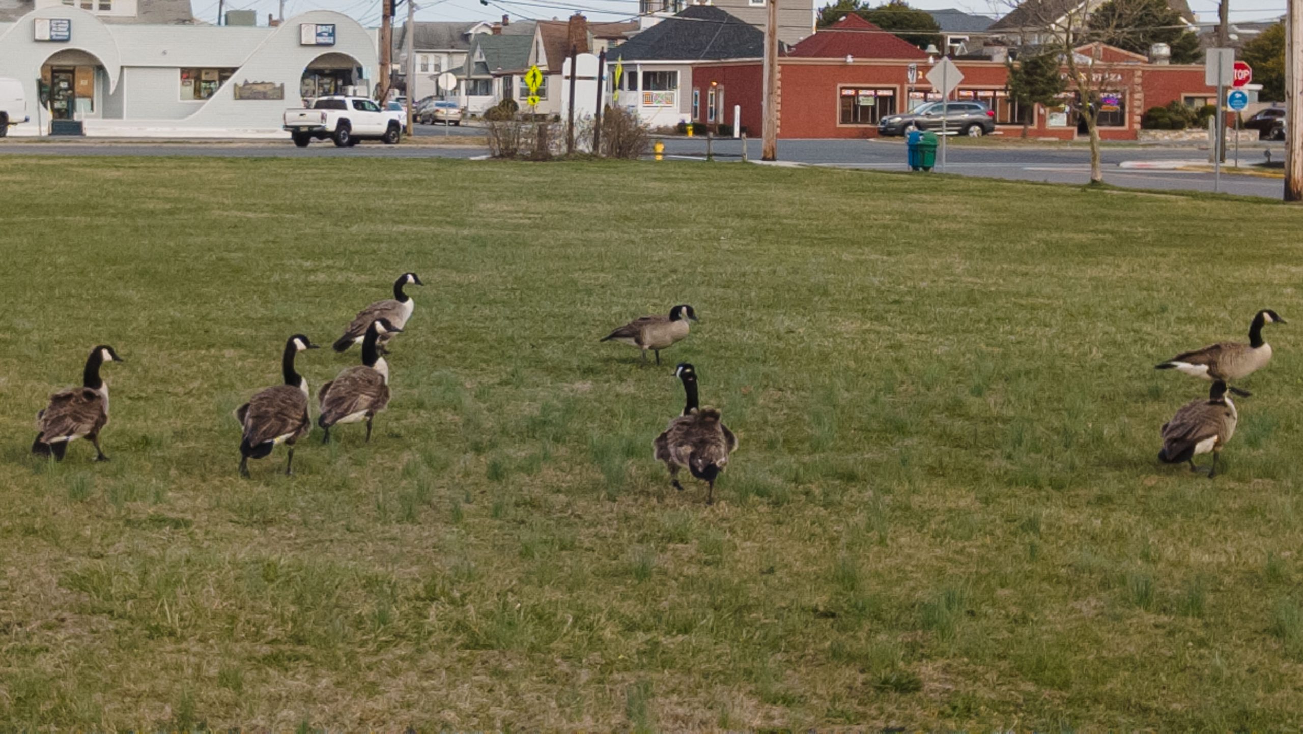 Canada geese walk in a local park along Barnegat Bay. (Photo: Daniel Nee)