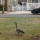 Canada geese walk in a local park along Barnegat Bay. (Photo: Daniel Nee)