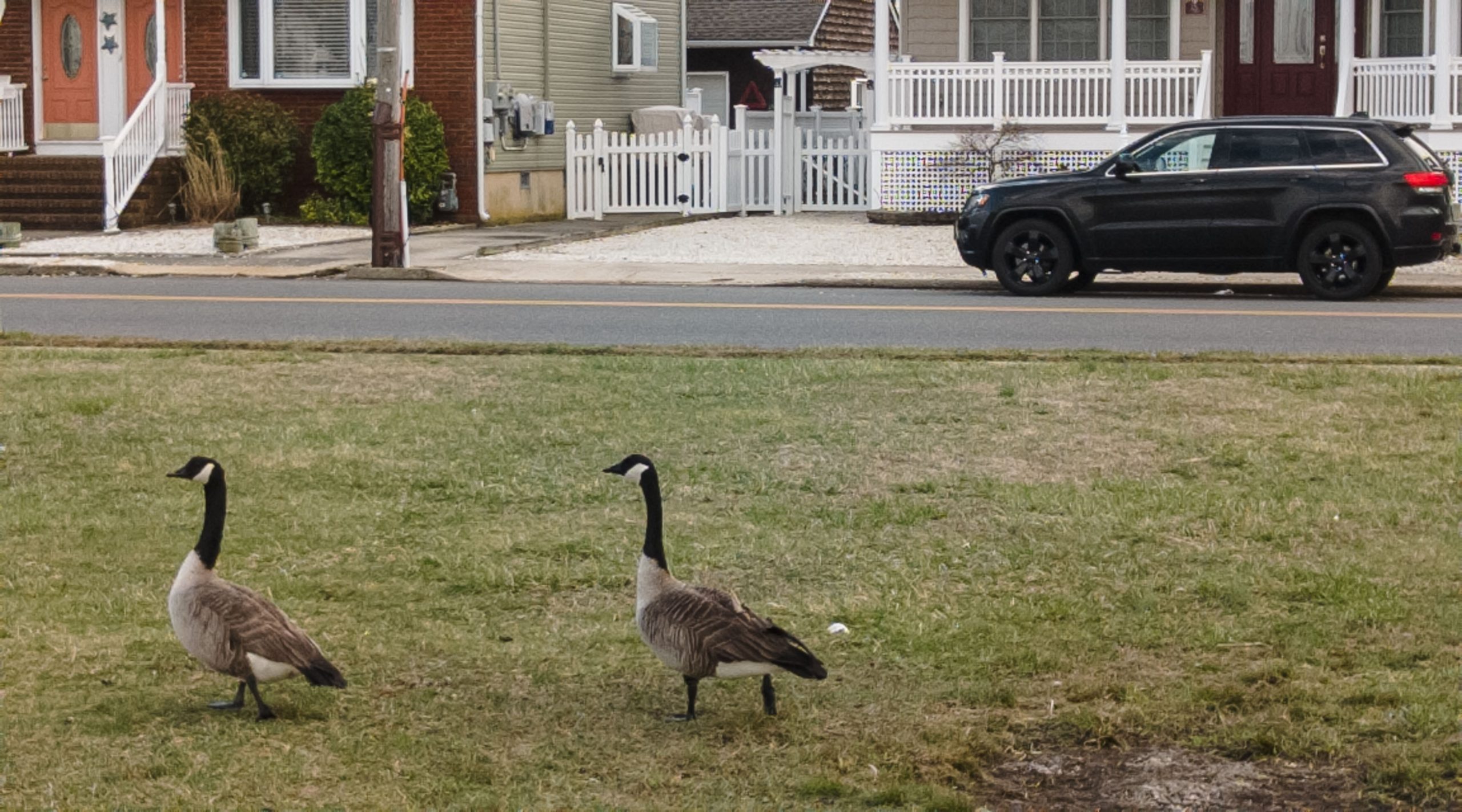 Canada geese walk in a local park along Barnegat Bay. (Photo: Daniel Nee)
