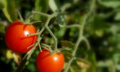 Cherry tomatoes. (Credit: Edgar Pierce/ Flickr)