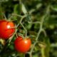Cherry tomatoes. (Credit: Edgar Pierce/ Flickr)