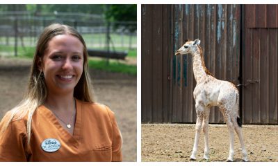 Dr. Erica Jackson and newly born giraffe Mbi. (Photo: Six Flags Great Adventure)