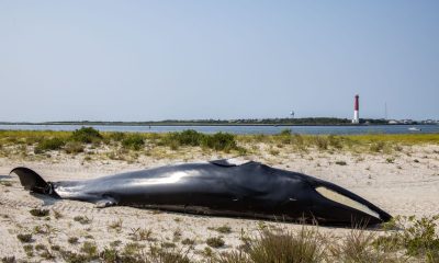 A minke whale that became stranded in Barnegat Bay, Aug. 2025. (Credit: Marine Mammal Stranding Center/ Michael McKenna/ Facebook)